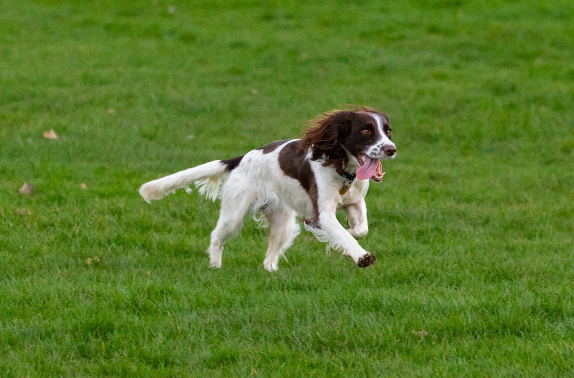 Springer spaniel idealnie nadaje się do psich sportów, szczególnie tych opartych na szybkości.
